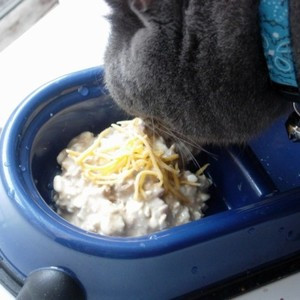 Fancy Feast Festin De Poulet Grillé En Sauce Nourriture Humide Pour Chats 85G