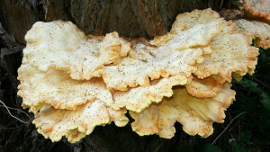 Grillad Lever Och Lök