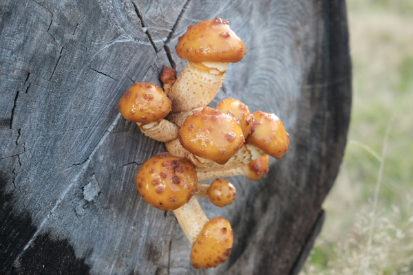 Paddle Pop Cioccolato 70Ml