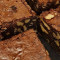 Brownie (Sf)