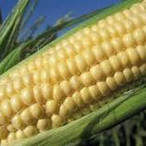 Maïs Doux