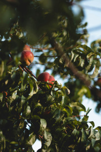Tè Freddo Alla Pesca 0,33 L