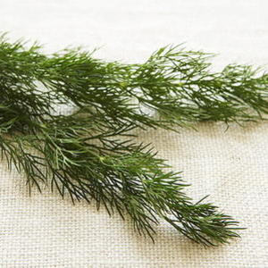 Festa Del Pesce Gatto