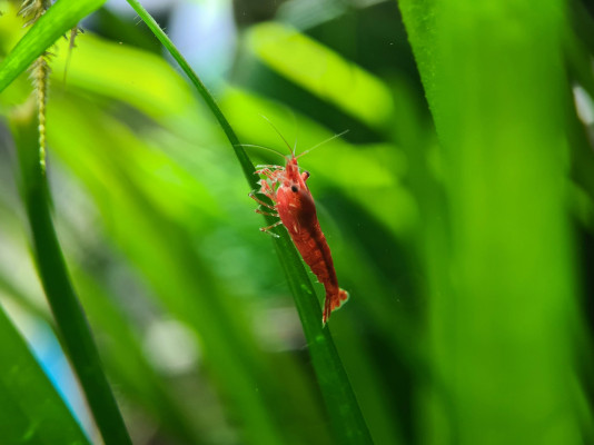 Combinazione Di Pollo E Gamberetti