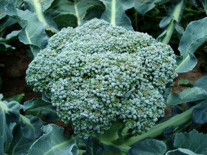 Catering Manzo Con Broccoli
