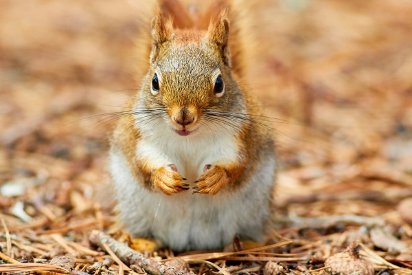 Mozzarella Oststänger