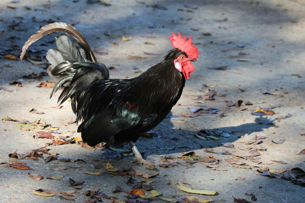 Dijonkyckling Med Svamp