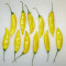Yellow Bell Pepper
