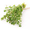Fresh Thyme